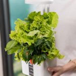 Dr Goodrow Aerogarden Review 2022: Don’t spend a dime without reading this Reviews!