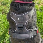 Pawsafe Harness Review 2022: Is PawSafe No Pull Harness any good?