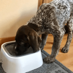 Pawstruck Anti Spill Pet Bowl