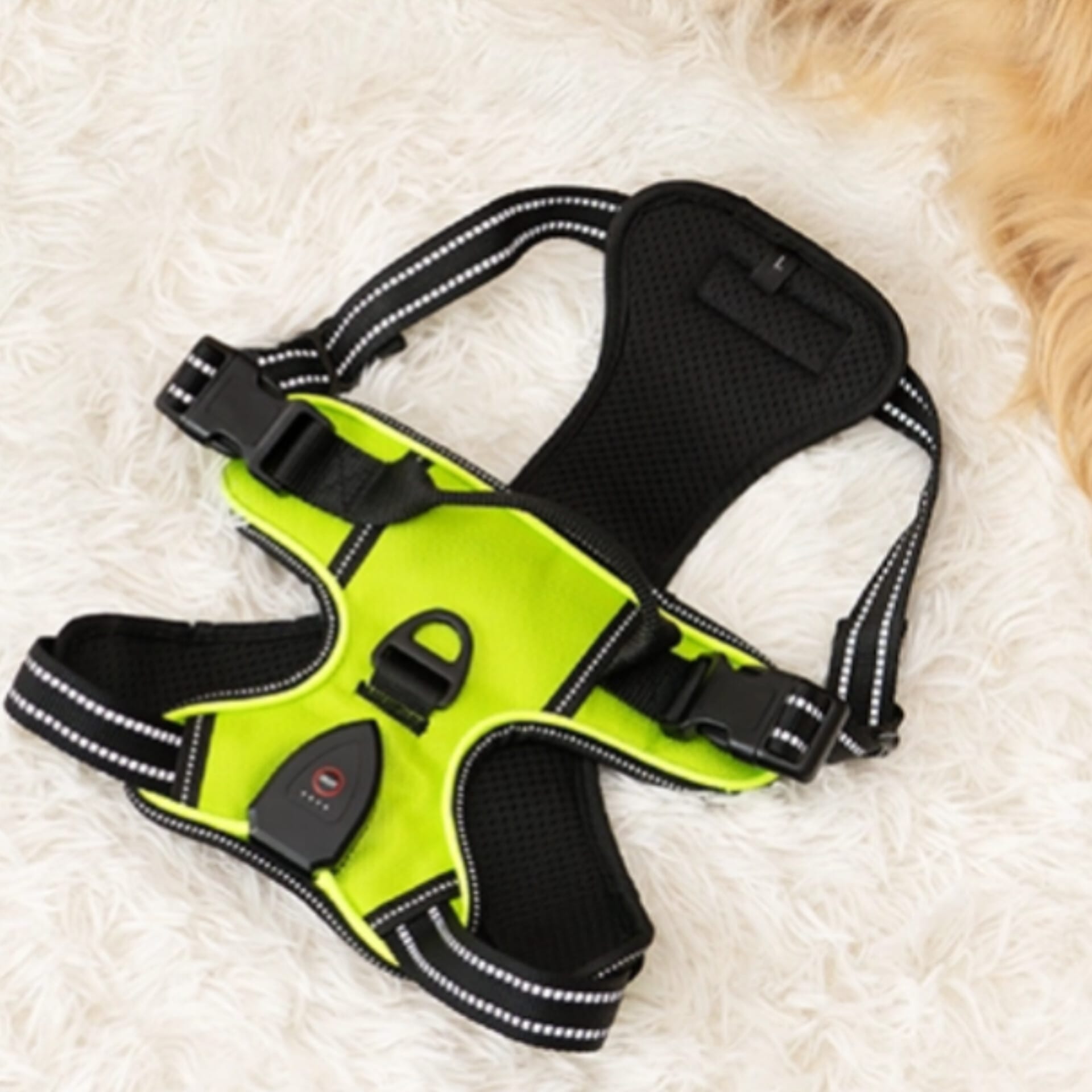 RadPaws LED Harness Review: All You Need To Know Before Buying? 1 RadPaws LED Harness Review